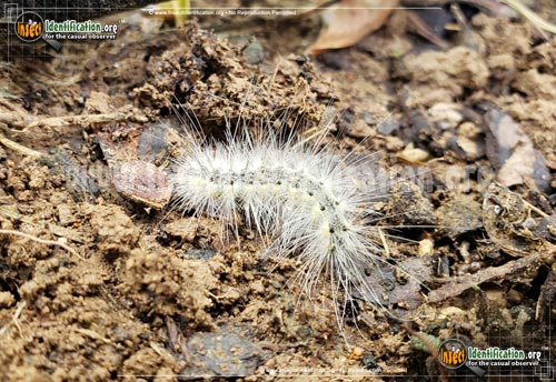 Thumbnail image #15 of the Virginian-Tiger-Moth
