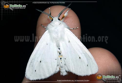 Thumbnail image of the Virginian-Tiger-Moth