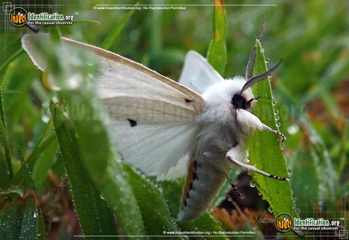 Thumbnail image #9 of the Virginian-Tiger-Moth