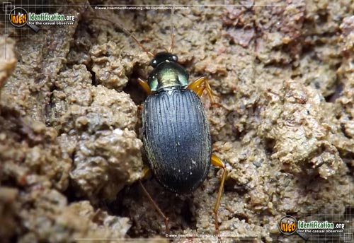 Thumbnail image of the Vivid-Metallic-Ground-Beetle
