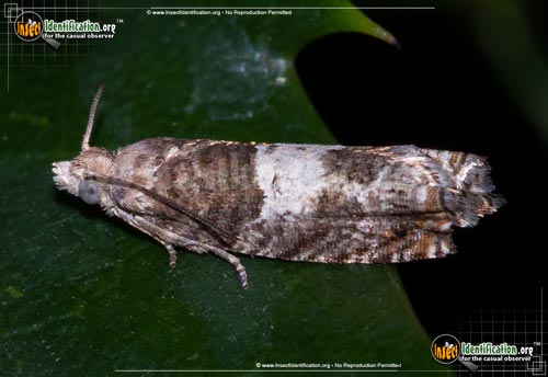 Thumbnail image of the Walkers-Epinotia-Moth