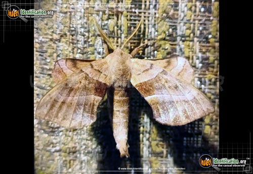 Thumbnail image #2 of the Walnut-Sphinx-Moth