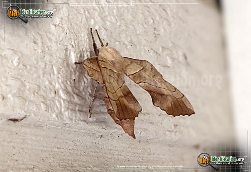 Thumbnail image #4 of the Walnut-Sphinx-Moth