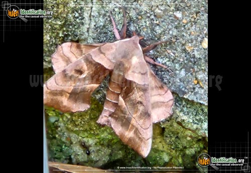 Thumbnail image #7 of the Walnut-Sphinx-Moth