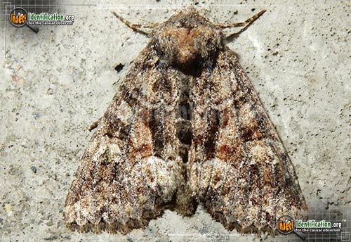 Thumbnail image of the Wandering-Brocade-Moth