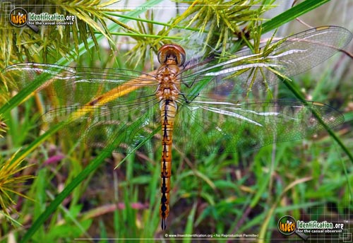 Thumbnail image of the Wandering-Glider-Dragonfly