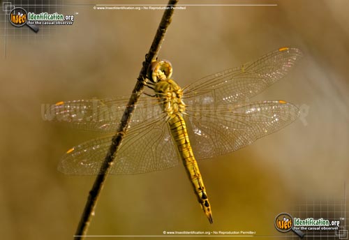 Thumbnail image #2 of the Wandering-Glider-Dragonfly