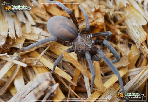 Thumbnail image of the Wandering-Spider-Zoropsis-spinimana