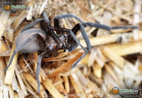 Thumbnail image #2 of the Wandering-Spider-Zoropsis-spinimana
