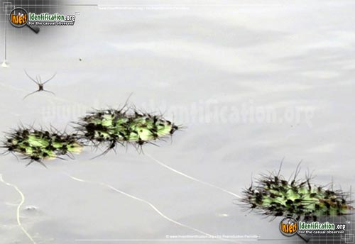 Thumbnail image #5 of the Water-Strider