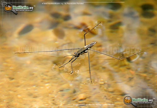 Thumbnail image #4 of the Water-Strider