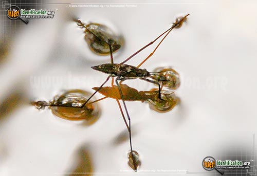 Thumbnail image #2 of the Water-Strider