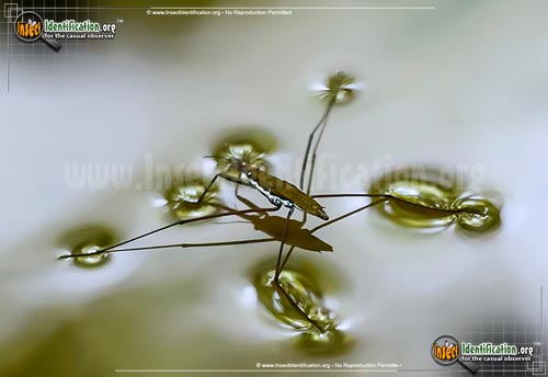 Thumbnail image of the Water-Strider