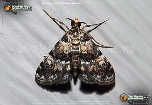 Thumbnail image of the Waterlily-Leafcutter-Moth