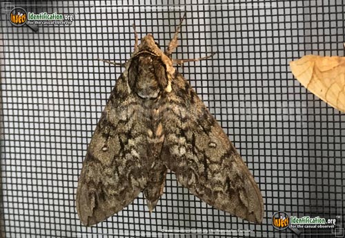 Thumbnail image #3 of the Waved-Sphinx-Moth