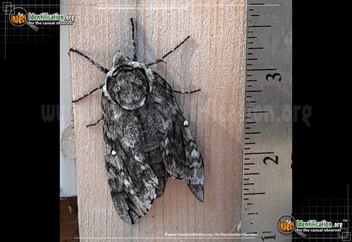 Thumbnail image #6 of the Waved-Sphinx-Moth