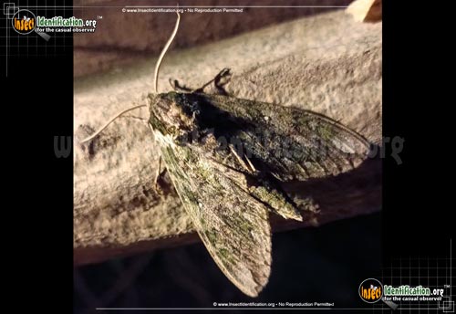 Thumbnail image #7 of the Waved-Sphinx-Moth