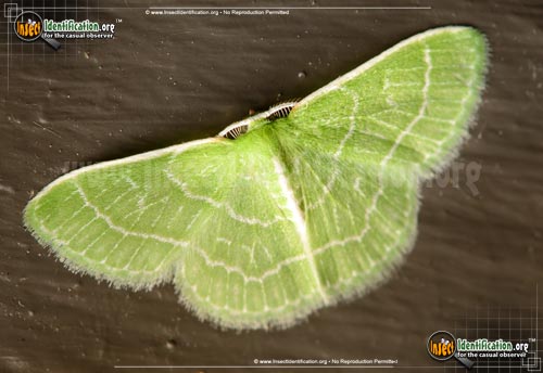 Thumbnail image of the Wavy-Lined-Emerald-Moth
