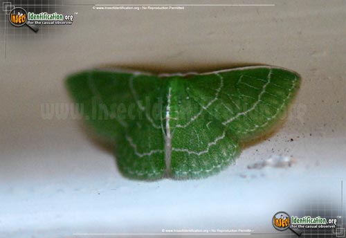 Thumbnail image #4 of the Wavy-Lined-Emerald-Moth
