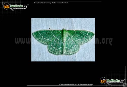 Thumbnail image #3 of the Wavy-Lined-Emerald-Moth