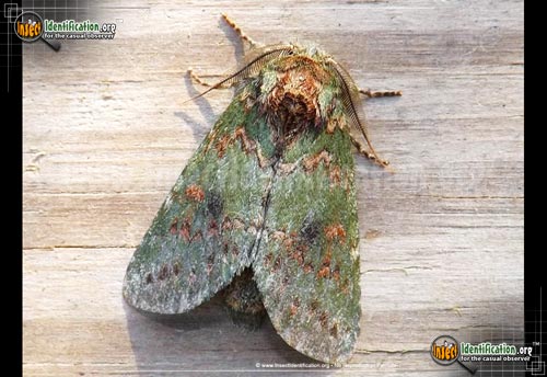 Thumbnail image of the Wavy-Lined-Hetercampa-Moth