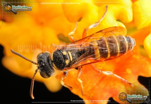 Thumbnail image of the Weevil-Wasp