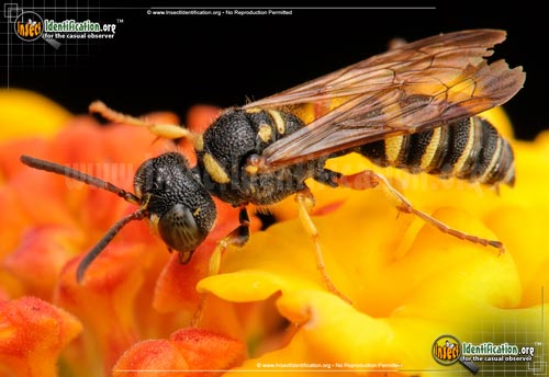 Thumbnail image #3 of the Weevil-Wasp