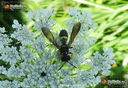 Thumbnail image #6 of the Weevil-Wasp