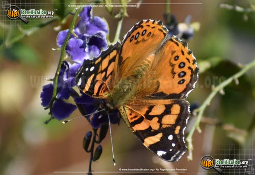 Thumbnail image #10 of the West-Coast-Lady-Butterfly