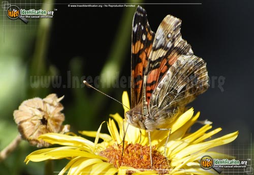 Thumbnail image #2 of the West-Coast-Lady-Butterfly