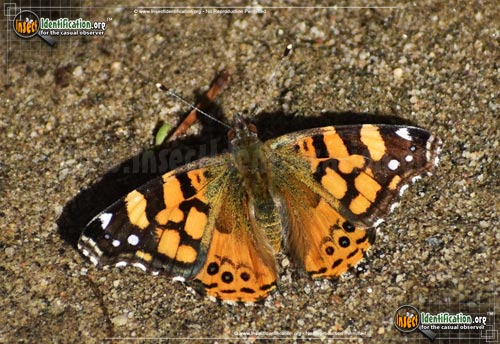 Thumbnail image #7 of the West-Coast-Lady-Butterfly