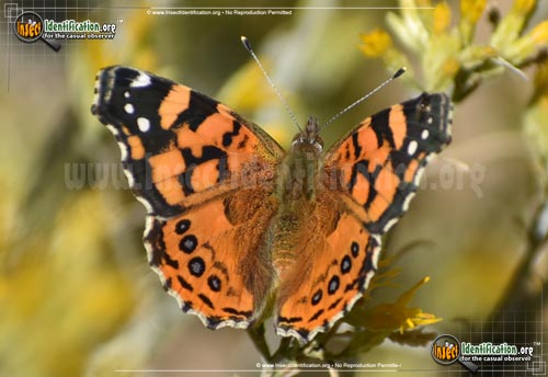 Thumbnail image #6 of the West-Coast-Lady-Butterfly
