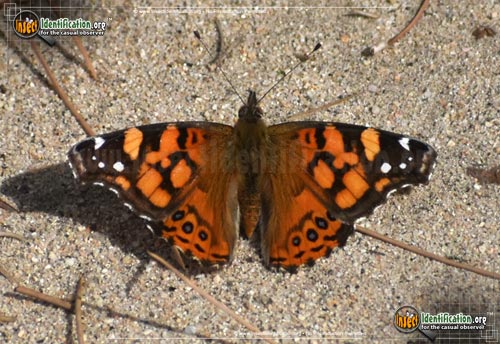 Thumbnail image #4 of the West-Coast-Lady-Butterfly