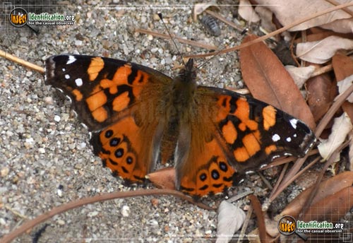 Thumbnail image #8 of the West-Coast-Lady-Butterfly