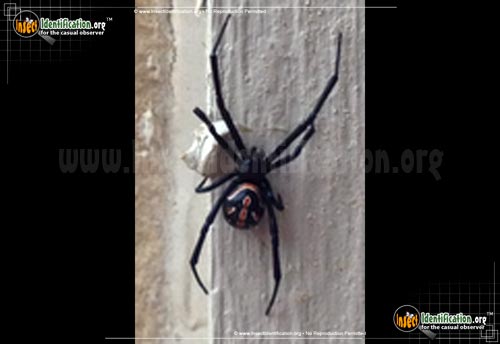 Thumbnail image #2 of the Western-Black-Widow