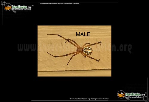 Thumbnail image #5 of the Western-Black-Widow