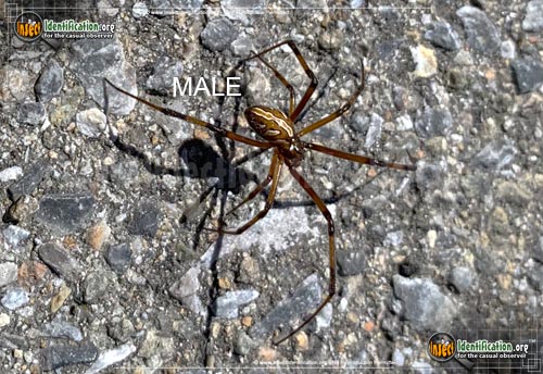 Thumbnail image of the Western-Black-Widow