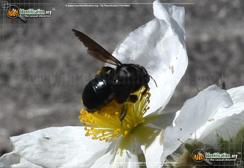 Thumbnail image #5 of the Western-Carpenter-Bee