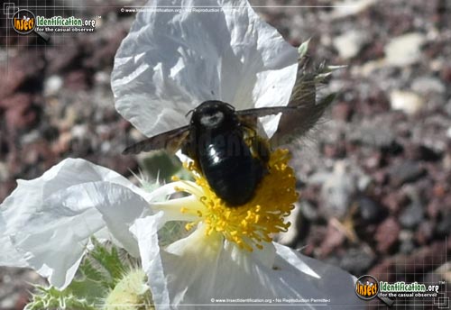 Thumbnail image #6 of the Western-Carpenter-Bee