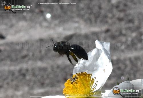 Thumbnail image #7 of the Western-Carpenter-Bee