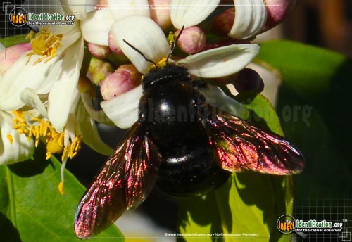 Thumbnail image of the Western-Carpenter-Bee