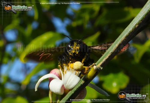 Thumbnail image #2 of the Western-Carpenter-Bee
