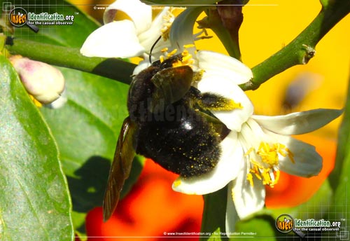 Thumbnail image #4 of the Western-Carpenter-Bee