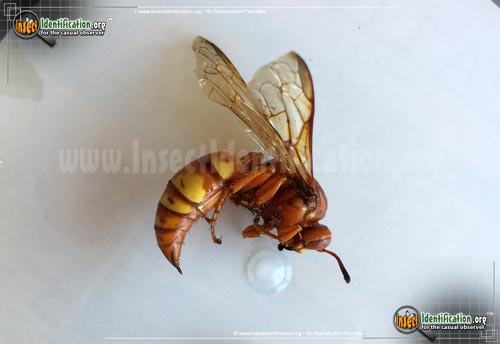 Thumbnail image #2 of the Western-Cicada-Killer