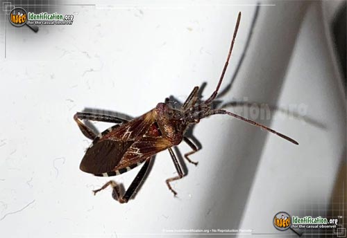 Thumbnail image #6 of the Western-Conifer-Seed-Bug