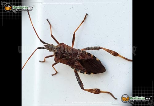 Thumbnail image #13 of the Western-Conifer-Seed-Bug