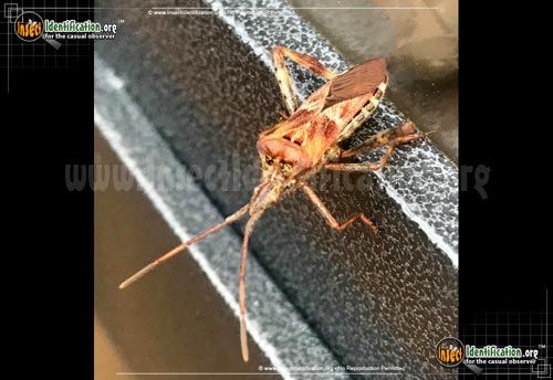 Thumbnail image #10 of the Western-Conifer-Seed-Bug