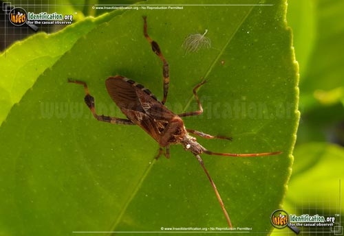Thumbnail image #7 of the Western-Conifer-Seed-Bug