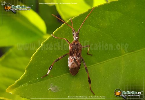 Thumbnail image #3 of the Western-Conifer-Seed-Bug