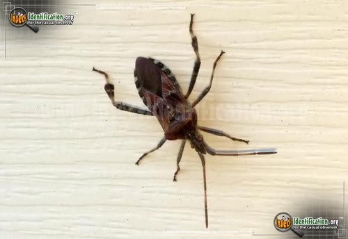 Thumbnail image #2 of the Western-Conifer-Seed-Bug